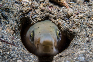 Ophysurus serpens, night dive by Marco Gargiulo 